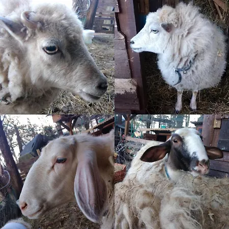 La Capanna Della Dudda 度假居 *